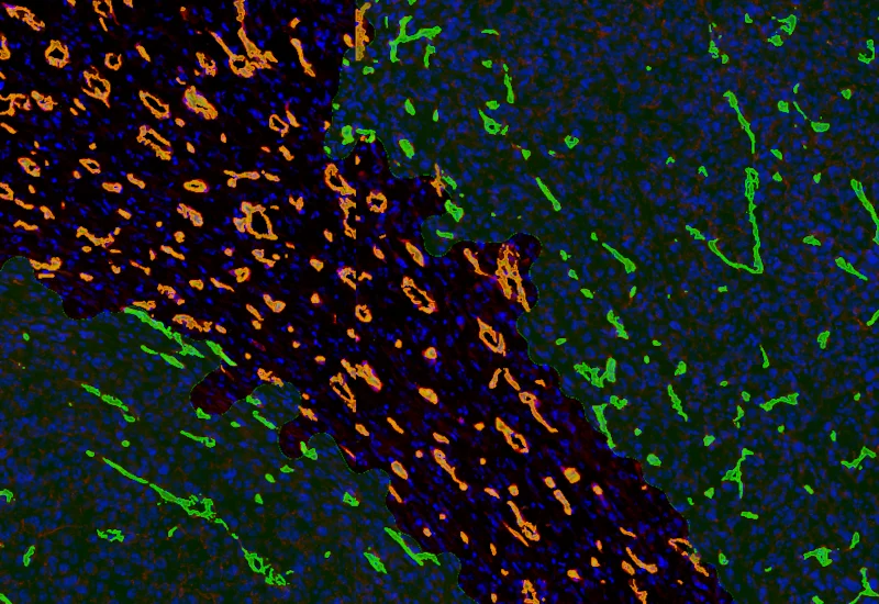 Dynamic Content Image